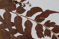 貫眾蕨藏品圖，第4張