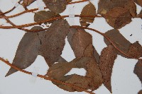 貫眾蕨藏品圖，第5張