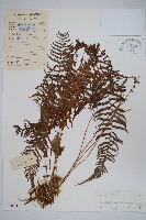 密腺副金星蕨藏品圖，第1張