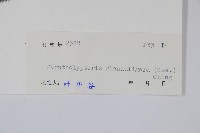 密腺副金星蕨藏品圖，第2張