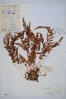 細毛碗蕨藏品圖，第1張