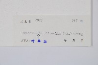 細毛碗蕨藏品圖，第2張