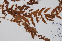 細毛碗蕨藏品圖，第3張