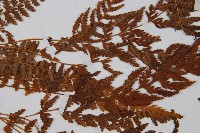 細毛碗蕨藏品圖，第4張