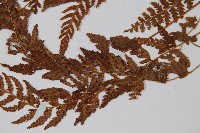 細毛碗蕨藏品圖，第5張