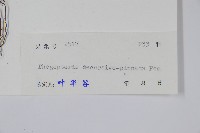 翅軸假金星蕨、短柄卵果蕨藏品圖，第2張