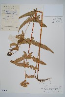 登錄號:P004637藏品圖，第1張