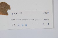 細齒貫眾蕨藏品圖，第2張