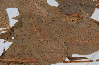 細齒貫眾蕨藏品圖，第3張