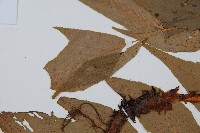 細齒貫眾蕨藏品圖，第5張