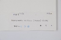 史氏鱗毛蕨藏品圖，第2張