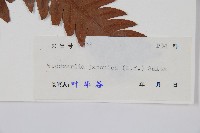 日本狗脊蕨藏品圖，第2張