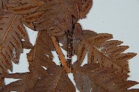 日本狗脊蕨藏品圖，第3張