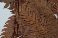 日本狗脊蕨藏品圖，第4張