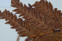 日本狗脊蕨藏品圖，第5張