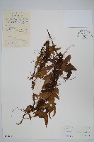 戟葉星蕨藏品圖，第1張