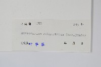 戟葉星蕨藏品圖，第2張