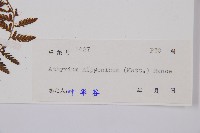 日本蹄蓋蕨藏品圖，第3張