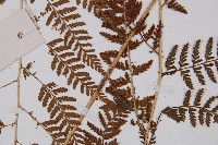 日本蹄蓋蕨藏品圖，第4張