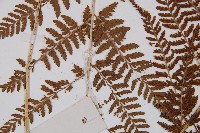 日本蹄蓋蕨藏品圖，第5張