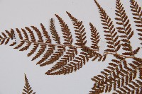 日本蹄蓋蕨藏品圖，第6張