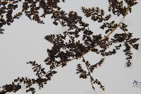 魚鱗蕨藏品圖，第3張