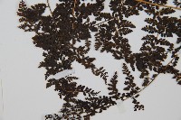 魚鱗蕨藏品圖，第4張