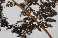 魚鱗蕨藏品圖，第5張