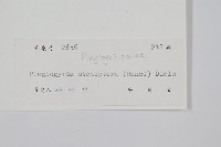 耳形瘤足蕨藏品圖，第2張