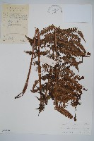 假毛蕨藏品圖，第1張