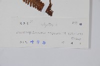 假毛蕨藏品圖，第2張
