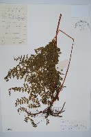 光葉碗蕨藏品圖，第1張