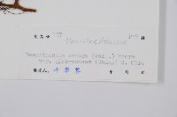 光葉碗蕨藏品圖，第2張