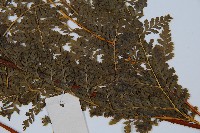 光葉碗蕨藏品圖，第3張