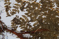 光葉碗蕨藏品圖，第4張