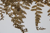 光葉碗蕨藏品圖，第5張