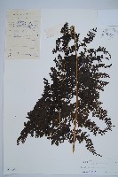 稀子蕨藏品圖，第1張