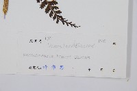 稀子蕨藏品圖，第2張