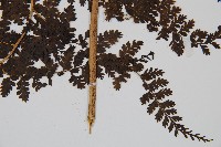 稀子蕨藏品圖，第3張