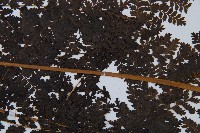 稀子蕨藏品圖，第4張