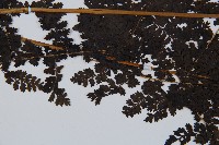 稀子蕨藏品圖，第5張