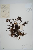 頂果膜蕨藏品圖，第1張