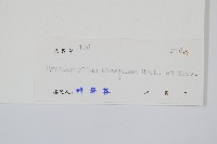 頂果膜蕨藏品圖，第2張