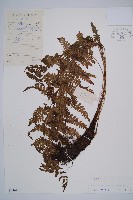 中越蹄蓋蕨藏品圖，第1張