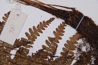 中越蹄蓋蕨藏品圖，第4張