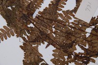 中越蹄蓋蕨藏品圖，第5張