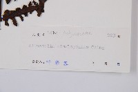 褐色短腸蕨藏品圖，第3張