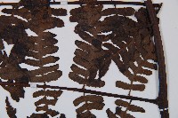 褐色短腸蕨藏品圖，第4張