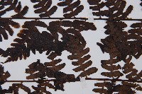 褐色短腸蕨藏品圖，第5張