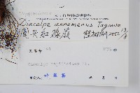 圓頭紅腺蕨藏品圖，第2張